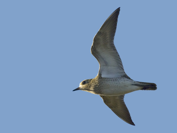 Kapustarinta, European Golden Plover, Pluvialis apricaria